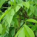 Carya ovata feuille